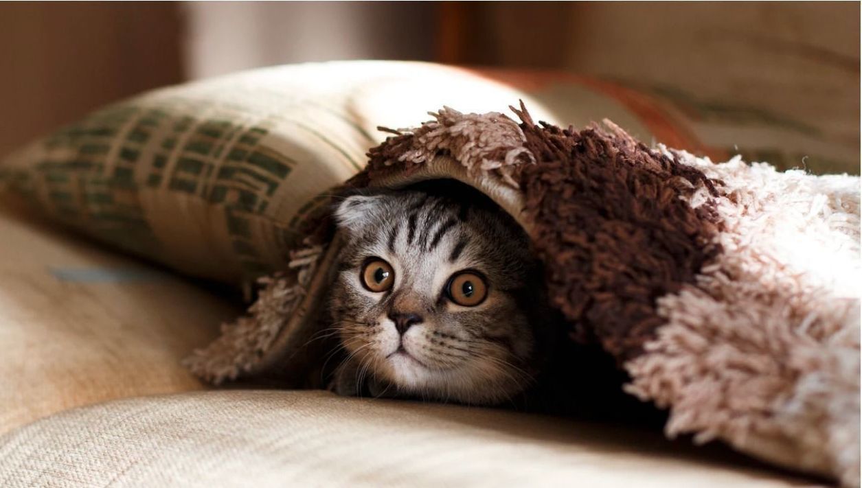 ¿Qué es el rebote del gato muerto?